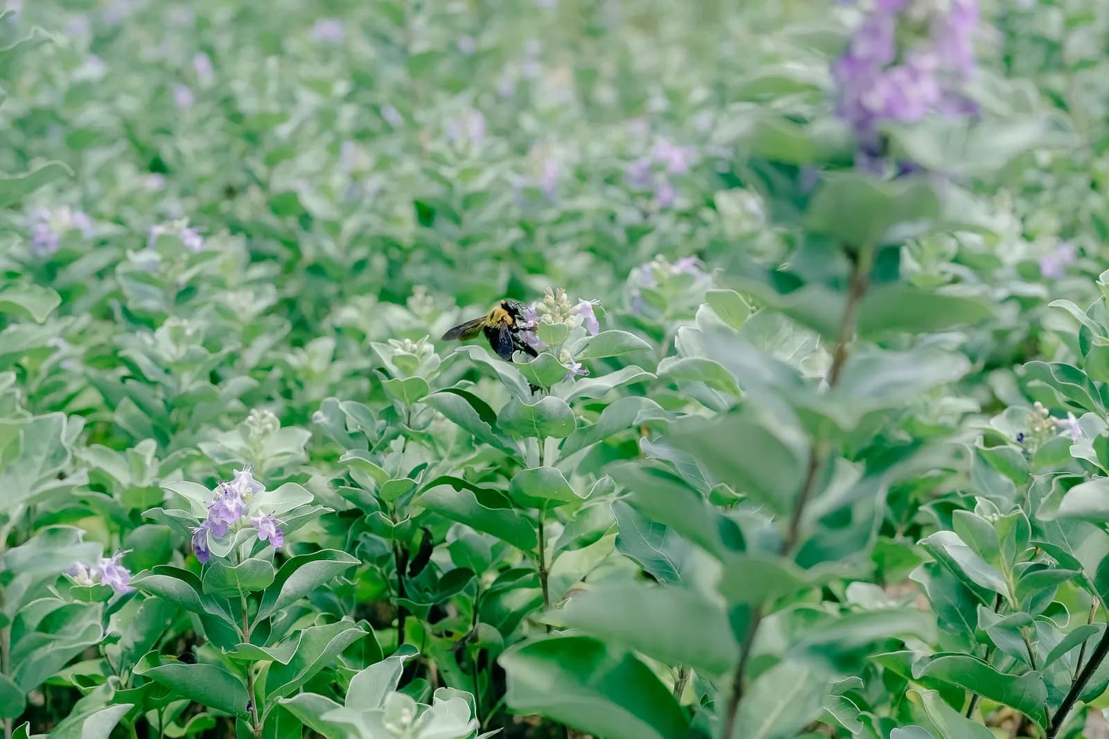 BB Umwelttechnik Insektenschutz