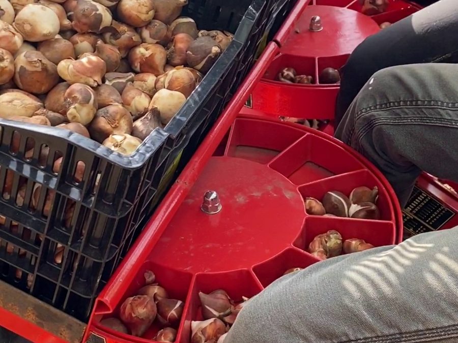 Checchi & Magli F300L Kartoffellegemaschine im Einsatz